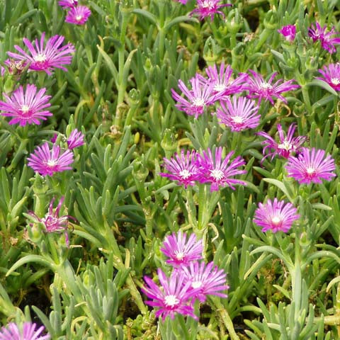 ice plant succulent ground cover Ice Plant