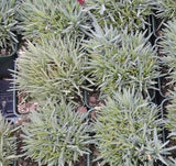 Dianthus in 3-1/2 inch pots