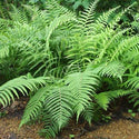 Southern Shield Fern