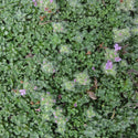Thymus serpyllum 'Elfin'