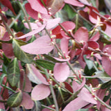 Euonymus fortunei 'Coloratus' color intensifies in cool weather