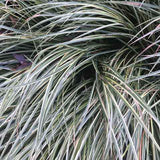 Carex 'Evergold' winter color #2