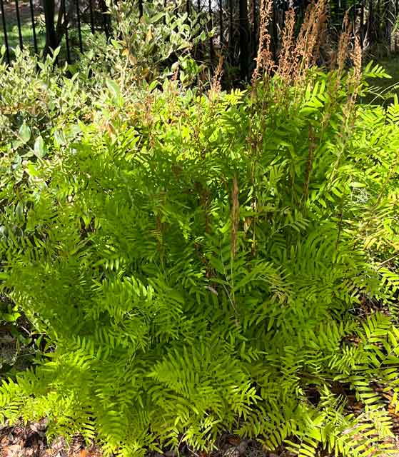 Royal Fern