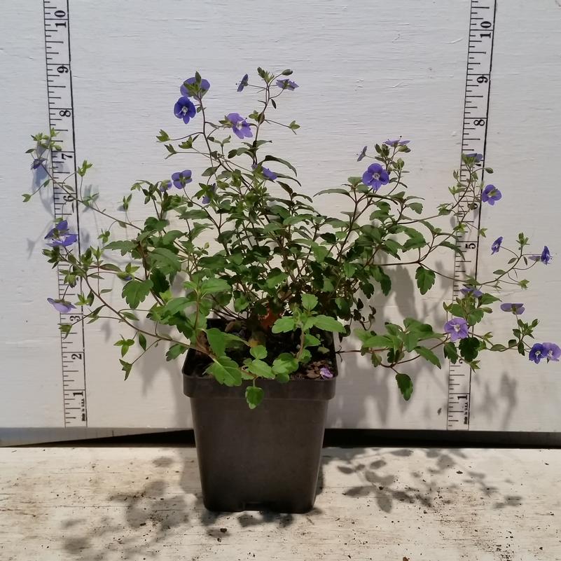 Veronica 'Georgia Blue'