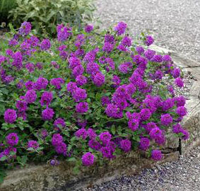 verbena house plant Verbena 'Homestead'