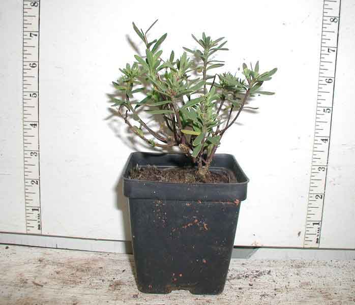can i plant candytuft in a pot Candytuft - Iberis