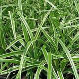 Carex morrowii 'Ice Dance' variegated, dark green foliage is evergreen in the South and semi-evergreen in the North