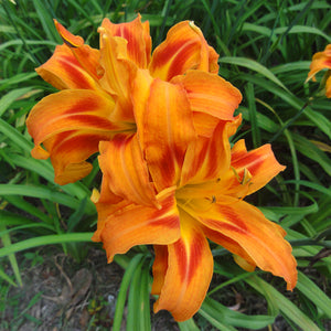 Bold, double orange flower of Kwanso daylily