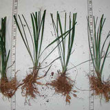 Bare root liriope sample photo