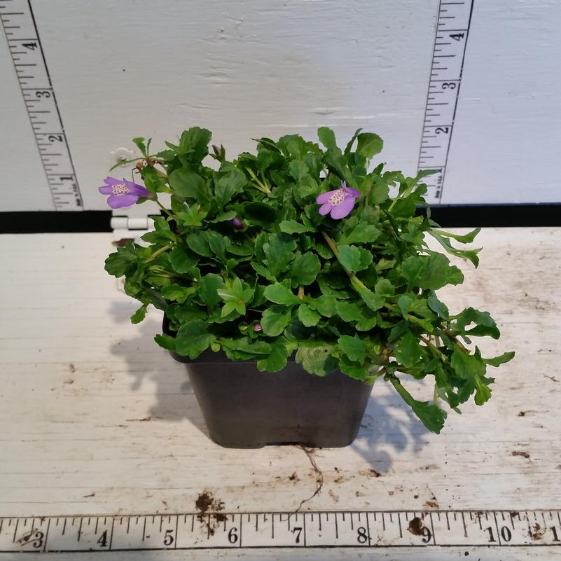Mazus reptans