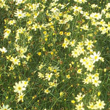 Coreopsis 'Moonbeam' displays, light yellow flowers and delicate foliage.