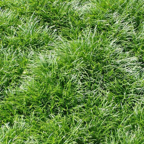 Ophiopogon japonicus, Mondo Grass