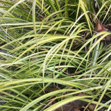 Acorus gramineus 'Ogon' is a great plant for areas with wet soil