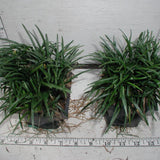 Ophiopogon japonicus 'Nana', Mondo Grass in pots
