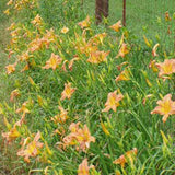 Daylily fulva Orange in ditch