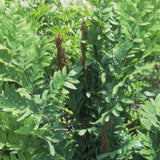 Royal Fern - Osmunda regalis - is fine for moist soils