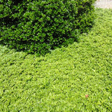 Pachysandra ground cover in foundation planting