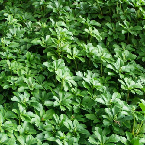 Evergreen foliage of Japanese Spurge
