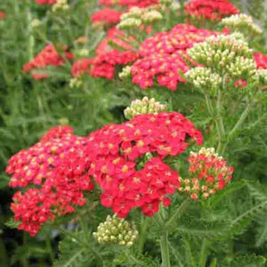 Achillea 'Paprika' dusty red flowers with fragrant foliage
