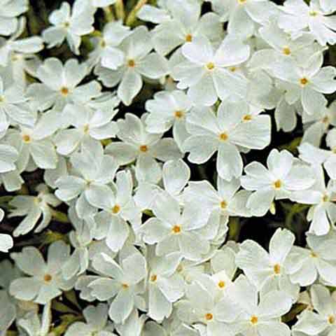 Phlox 'Snowflake' flowers