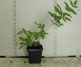 Royal Fern - 3.5 inch Pots (Minimum Quantity: 25 Plants)