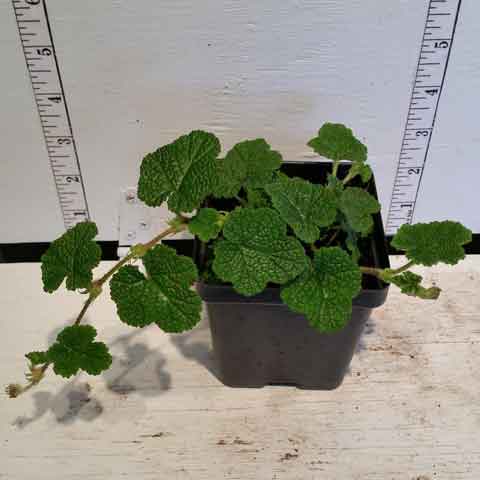 Creeping Raspberry - 3.5 inch Pots (Minimum Quantity: 25 Plants)