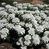 Candytuft, Evergreen Iberis is like a soft, fluffy cloud of sweet-smelling flowers in spring.