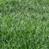 Liriope spicata forms a dense, evergreen, grassy ground cover in sun or shade