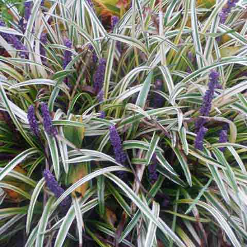 lavender variegated liriope plant Liriope 'Variegata'