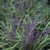 Liriope 'Variegata' produces loads of purple to lavender flowers