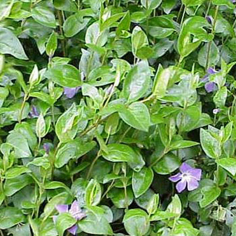 pot size for vinca plant Vinca major