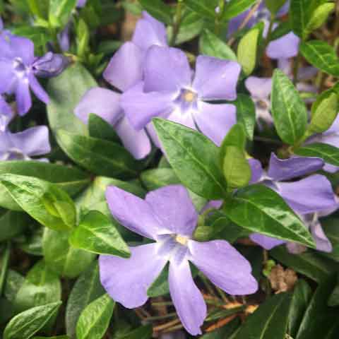 vinca potted plants Vinca minor