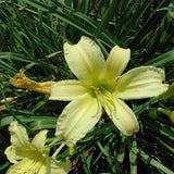 Daylily White Triangle